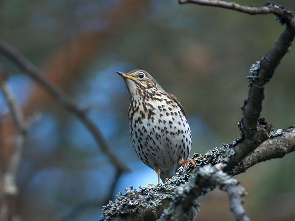 Laulurastas, Song Thrush, Turdus philomelos